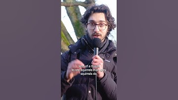 Pine Martens, Red Squirrels, and Grey Squirrels #nature #wildlife #documentary #rewilding