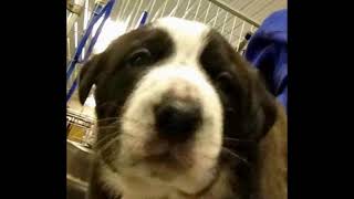 Ark Rescue Puppies   || Pet Friendly by Pet Friendly 14 views 10 years ago 2 minutes, 28 seconds