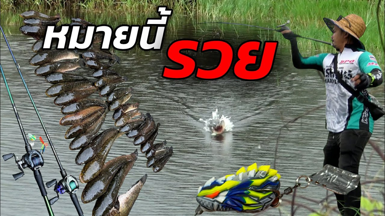 ตกปลาช่อน กับกบยางโรบอท รวยสิครับ