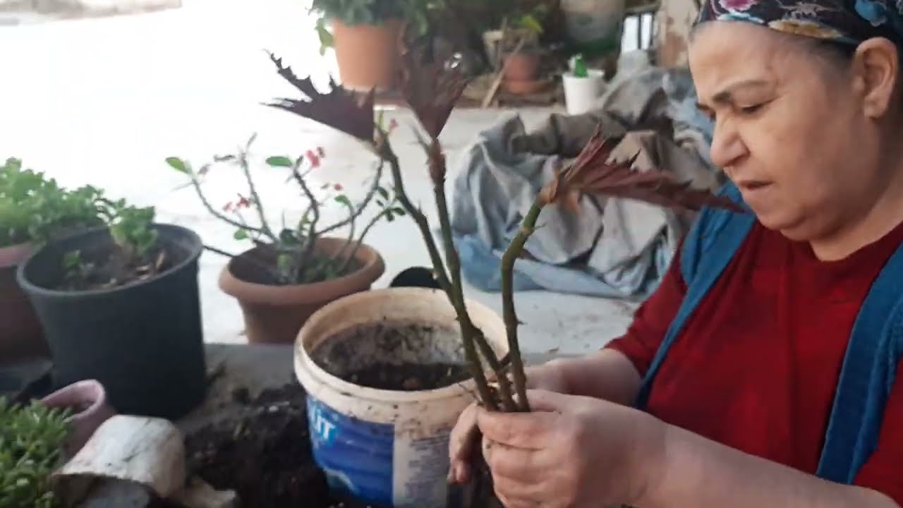 KARANFİL SAKSI DEĞİŞİMİ NASIL YAPILIR❓ KARANFİL ÇİÇEĞİ BAKIMI VE YETİŞTİRİLMESİ 🌷