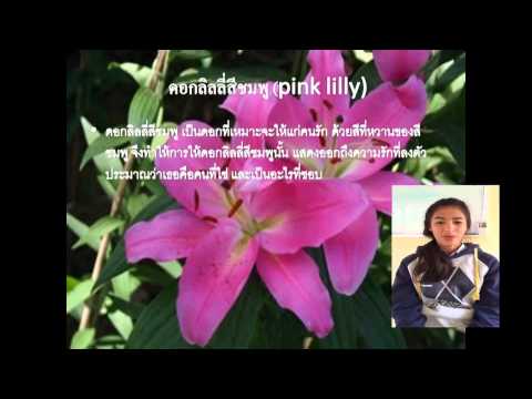 วีดีโอ: ลิลลี่สีดำ (26 ภาพ): คำอธิบายของดอกลิลลี่ 