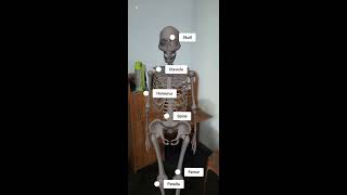 AR - Skeleton 3D model , For Students and Teachers.