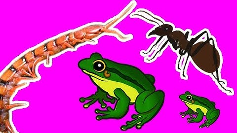 Con Cá, Con Ếch , Con Cua, con kiến, Con Rết [Con Gì Đây]