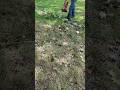 Cutting up tree tops with a #milwaukee chainsaw.