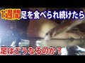 1週間ドクターフィッシュに足を食べられ続けたら足無くなる説