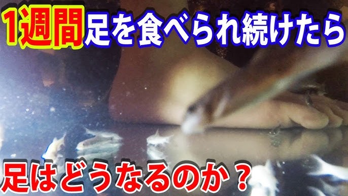 ドクターフィッシュ くすぐり苦手系人間 じゃん負け Youtube ドクターフィッシュ くすぐり苦手系人間 じゃん負け Youtube