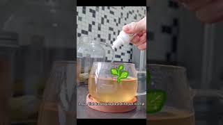 herbal ampuh berikut ini bisa anda praktekkan di rumah anda #herbal #diabetes #kencingmanis