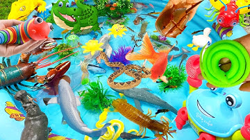 Động vật dễ thương,cá đuối,sinh vật biển,cá chép,cá nhỏ,cá voi,cá heo,cá mập,chim cánh cụt,thằn lằn