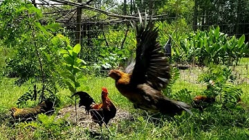 Jungle Fowl Mixes - Startled Flying Everywhere