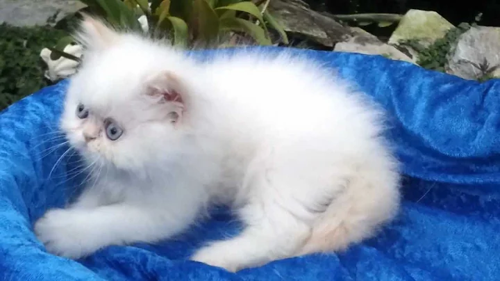 Video 913481: flame point himalayan kitten, himalayan male kitten, cute himalayan kitten, litter mates, feather, calico