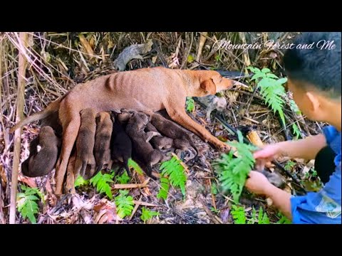 Vídeo: He d'afegir dafnia al meu estany de vida salvatge?