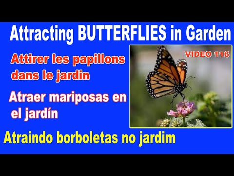 Video: Butterfly Plants - Walong Magagandang Bulaklak Para Maakit ang mga Paru-paro