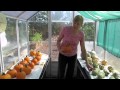 How to cure winter squash for longterm storage