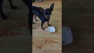 Cute Pet Debut Plan.  Miniature Pinscher Dog  Become a Spirit #134