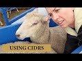 Using CIDRS For Out-of-Season Breeding in Sheep: Vlog 136