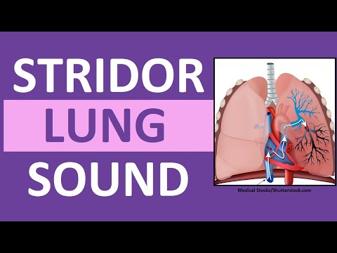 Video: Kur plaučiuose girdimas stridoras?