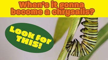 When is my caterpillar going to change into a chrysalis?