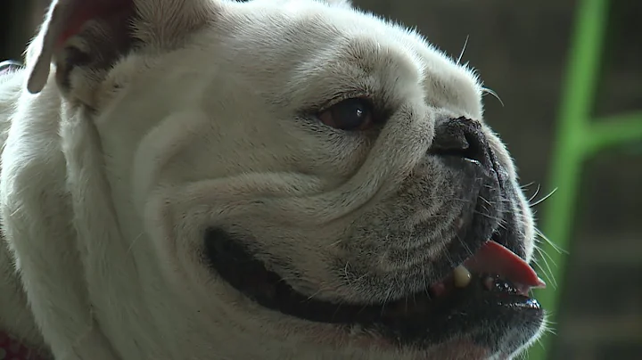 DORIS: Beloved bulldog in Birmingham named finalis...