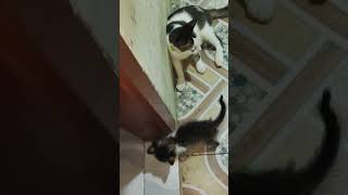 Masha allah #miko #kucingbercanda #kucing #kucingmujaer #kucingbermain #kucingbertengkar #4u