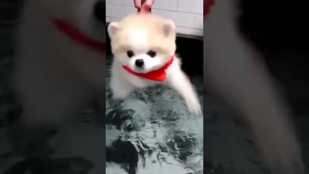 Tail-Wagging Adventures: Exploring Life with Dogs