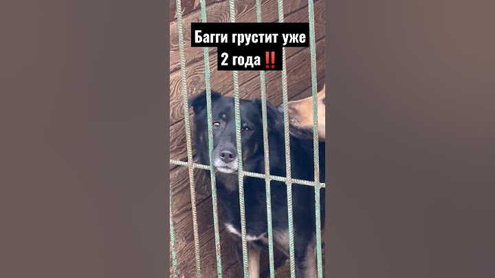Такой маленький и такой несчастный Багги. Почему его не замечают? #dog #animals
