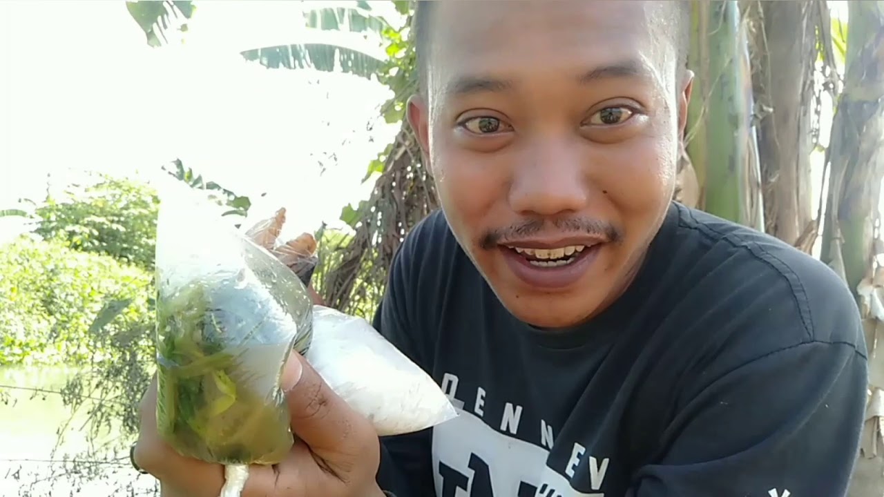 Mancing pakai Umpan jangkrik & solusi kelaparan saat mancing di rawa