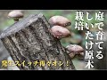 【しいたけ原木栽培】購入から1年経ったしいたけ原木の状態！収穫しいたけはバター醬油焼きと干し椎茸に！　~State after one year of shiitake cultivation~