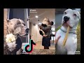 Cute Pitbulls of TikTok - Best Compilation 2020