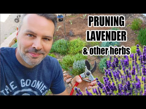 Wideo: Kwiaty lawendy opadające - naprawianie opadających roślin lawendy w ogrodzie