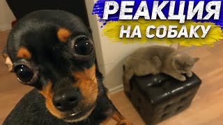 Собака В Доме! Реакция Кошек