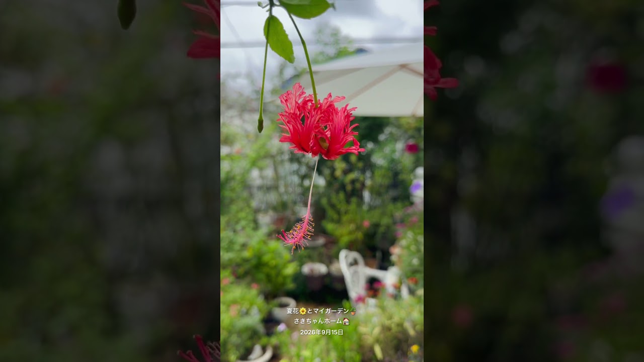 『静かに咲く花』 HD】2026年9月15日 🌺夏花ハイビスカスが咲いています。 #flowers