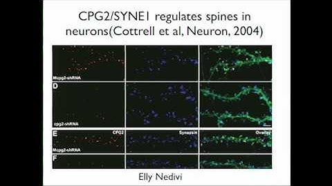Autism Genetics: New Advances and Future Considerations - Part 2