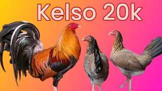 Historias De Los Kelso 20k