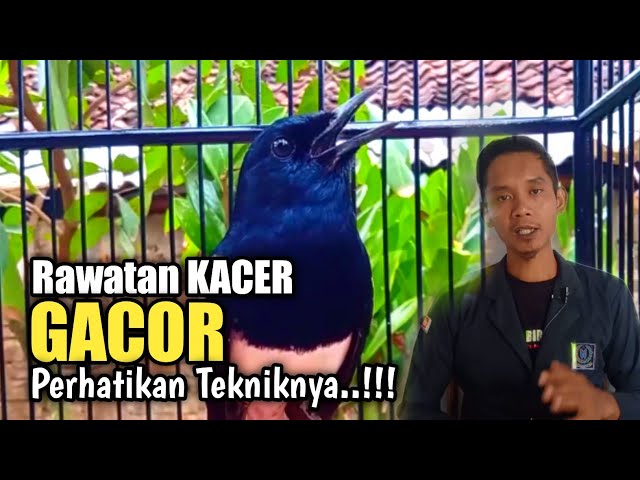 Trik Rawatan harian KACER agar GACOR dan setabil class=