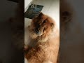 #viral #chowchowshortvideo #fluffydog #cute #comedy #pets