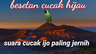 suara cucak hijau/murai daun paling mantap. jernih bisa buat masteran dan suara pikat