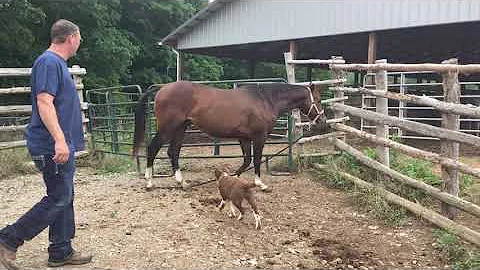 SOLD 246- bay QH stud