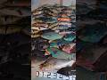 【素潜り魚突き】2026年3月24日【spearfishing in JAPAN】 #奄美 #魚突き #spearfishing