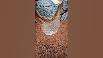 Adult GRANDMA BALL PYTHON Knows How To SHED PERFECT Everytime | Snake