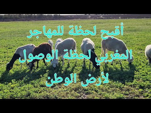 الحلقة 697 لهذا السبب كنت و لا زلت أكره اللحظة الأولى لعودتي لأرض الوطن