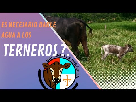 Video: ¿Los terneros necesitan agua?