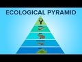 Ecological Pyramids: Unraveling Energy Flow and Trophic Levels in Ecosystems