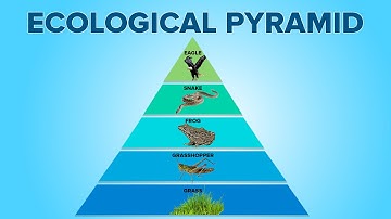 Ecological Pyramids in Ecosystem | Food Pyramids | Environmental Science | Letstute