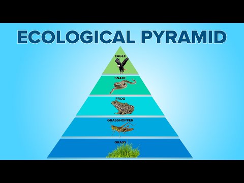 पारिस्थितिकी तंत्र में पारिस्थितिक पिरामिड | खाद्य पिरामिड | पर्यावरण विज्ञान | लेटस्ट्यूट