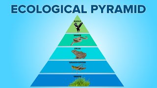 Forest Ecosystem Food Pyramid