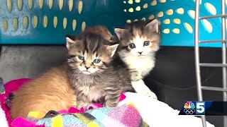 National kitten crisis putting strain on local rescues and shelters