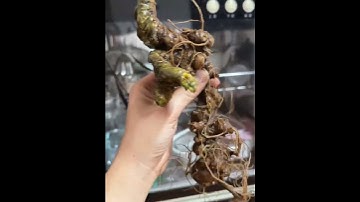 #sâm_ngọc_linh_rừng Củ Sâm Rừng tự nhiên nặng 160gr giá 12.5tr