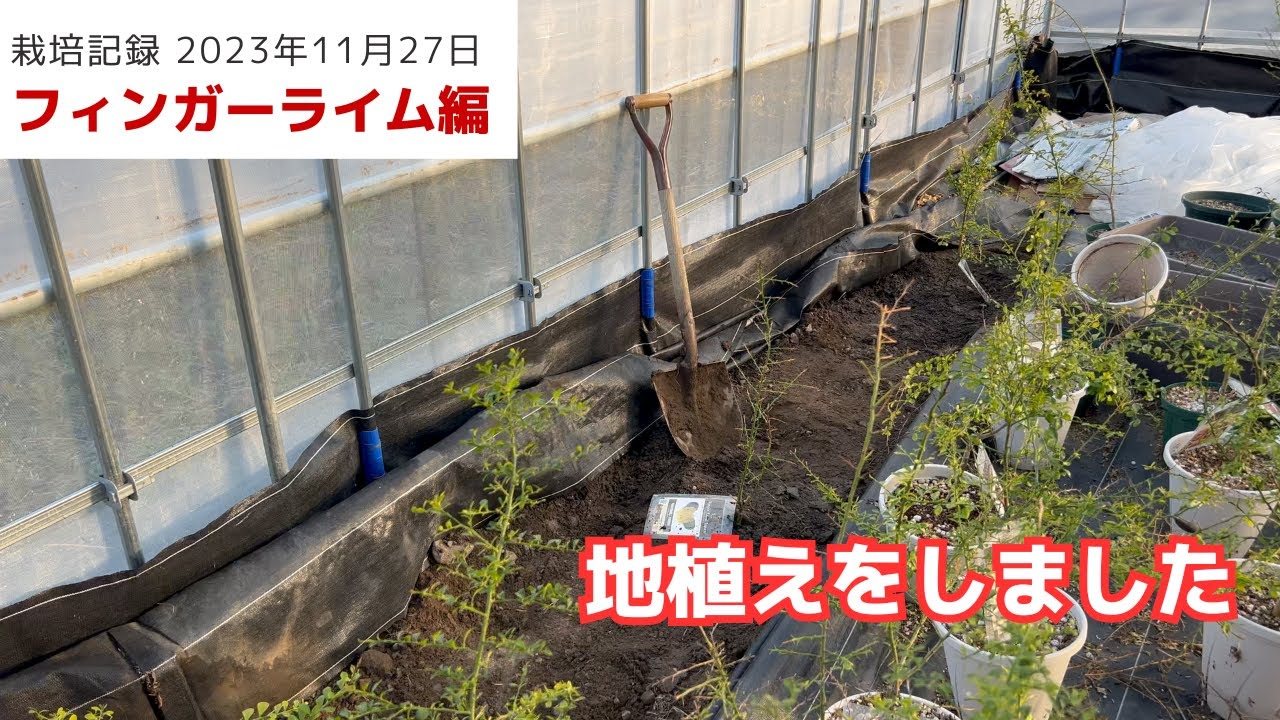 フィンガーライムの地植えをしてみました