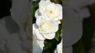 #ماشاءالله #bunga #mawar putih cantik #CiptaanALLAH #dzikir