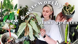 10 exciting things going on in my 200+ plant collection  May Updates